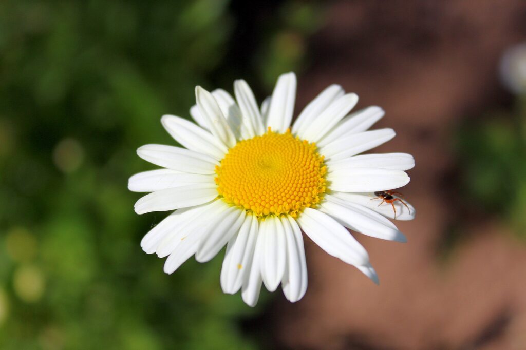 daisy, beautiful flowers, leucanthemum-2595271.jpg