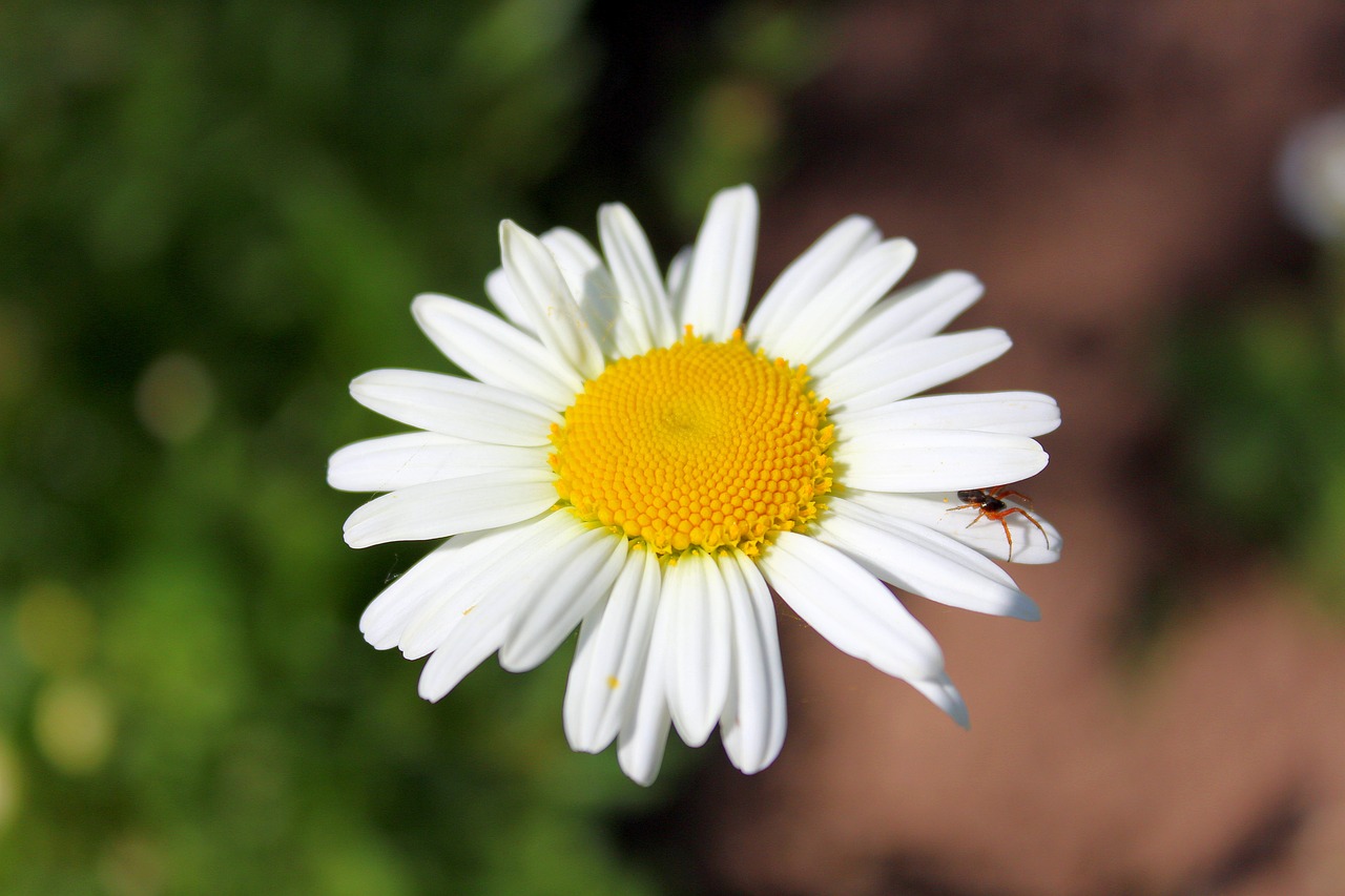 Esencias florales y arquetipos: una mirada desde la psicología analítica