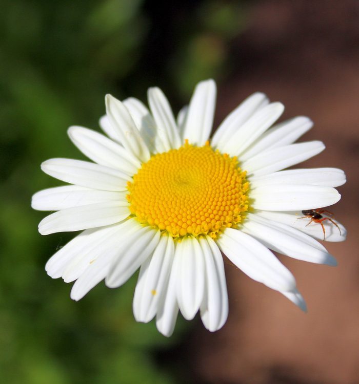 Esencias florales y arquetipos: una mirada desde la psicología analítica