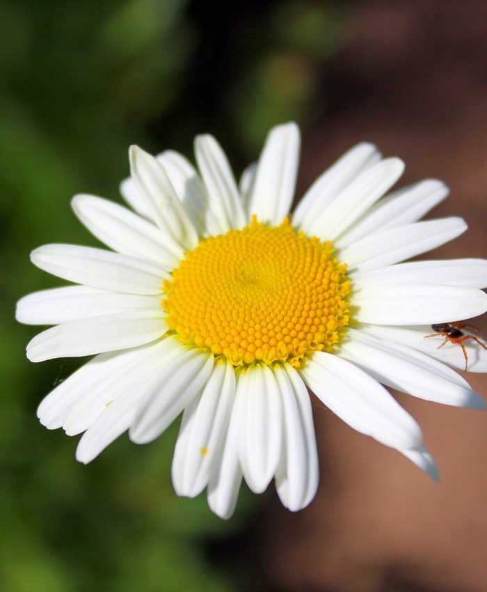 Esencias florales y arquetipos: una mirada desde la psicología analítica