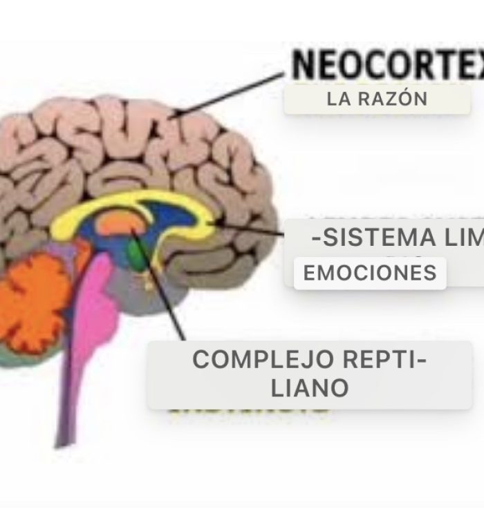 Neurobiologia del trauma: El cuerpo recuerda