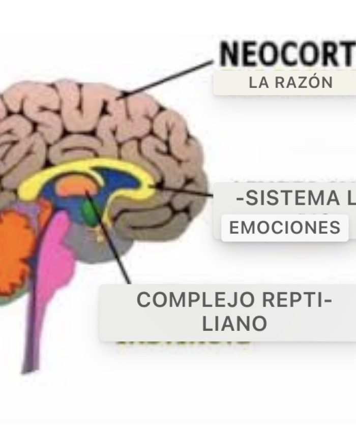 Neurobiologia del trauma: El cuerpo recuerda